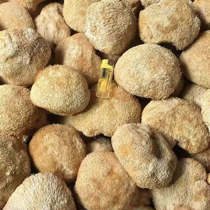 猴头菇干货特产食用菌古田无硫新货特级干猴头菌非野生养胃
