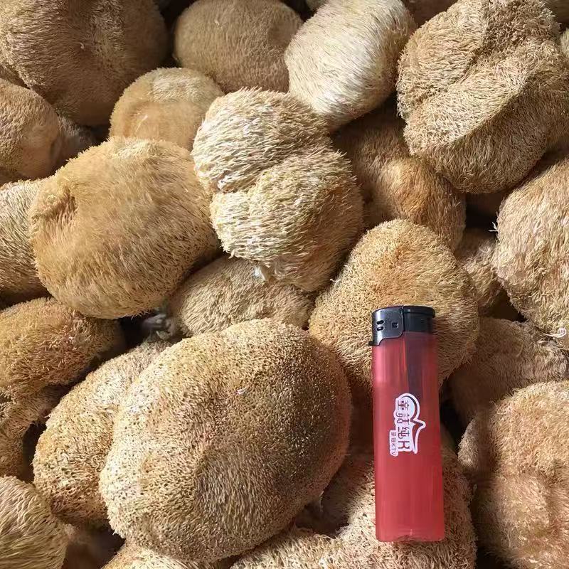 猴头菇干货特产食用菌古田无硫新货特级干猴头菌非野生养胃