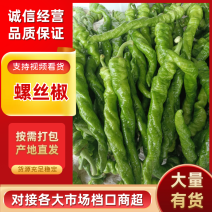 河南螺丝椒大量上市中，颜色亮条形好，视频看货对接全国