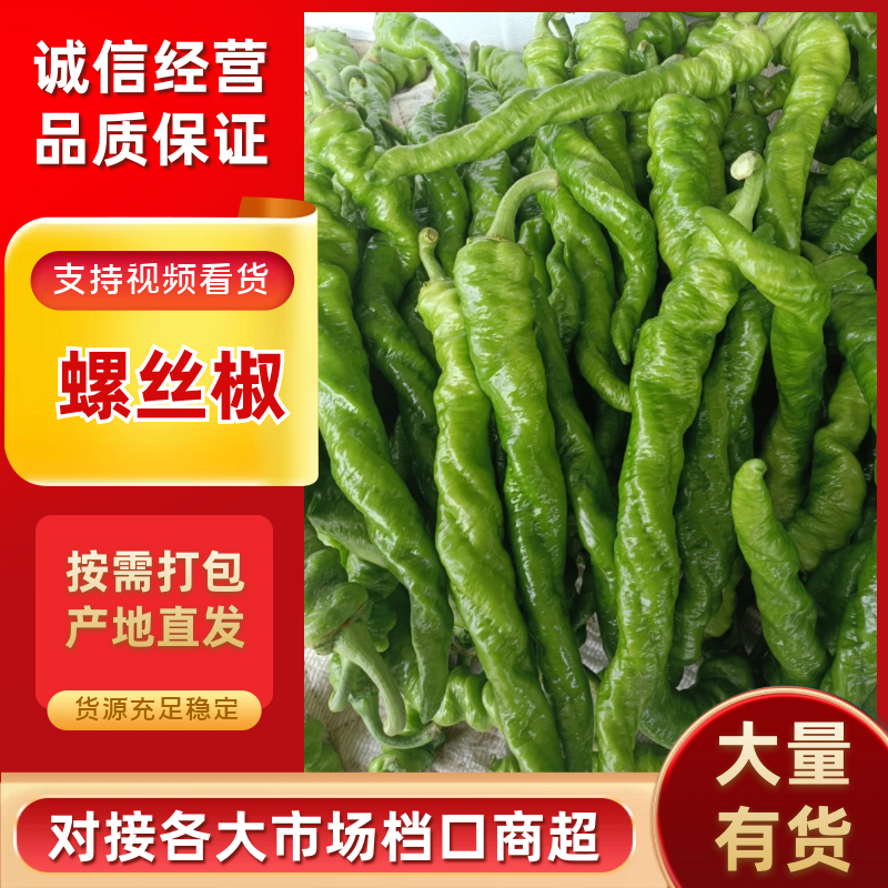 河南螺丝椒大量上市中，颜色亮条形好，视频看货对接全国