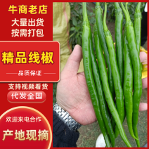 河南精品线椒货源充足量大从优质量保证欢迎咨询