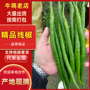 河南精品线椒货源充足量大从优质量保证欢迎咨询