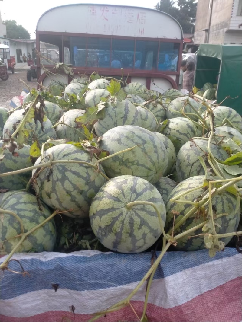 广西产地美都西瓜各种西瓜一手货源现摘现发可视频