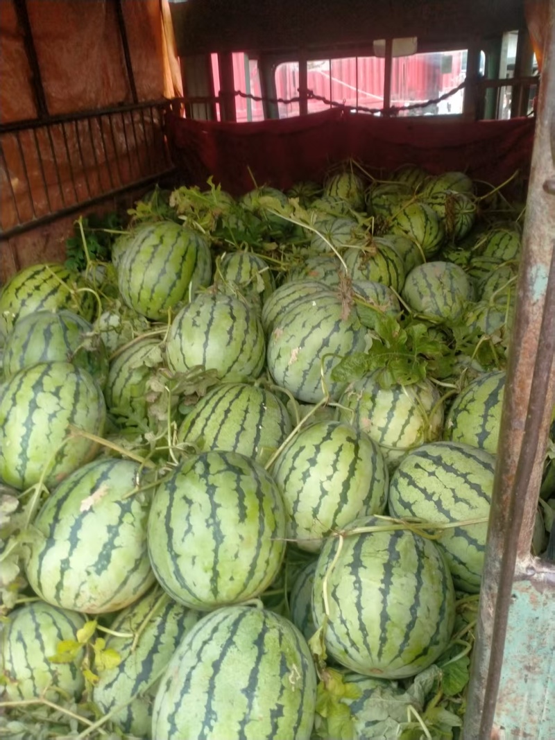 广西产地美都西瓜各种西瓜一手货源现摘现发可视频