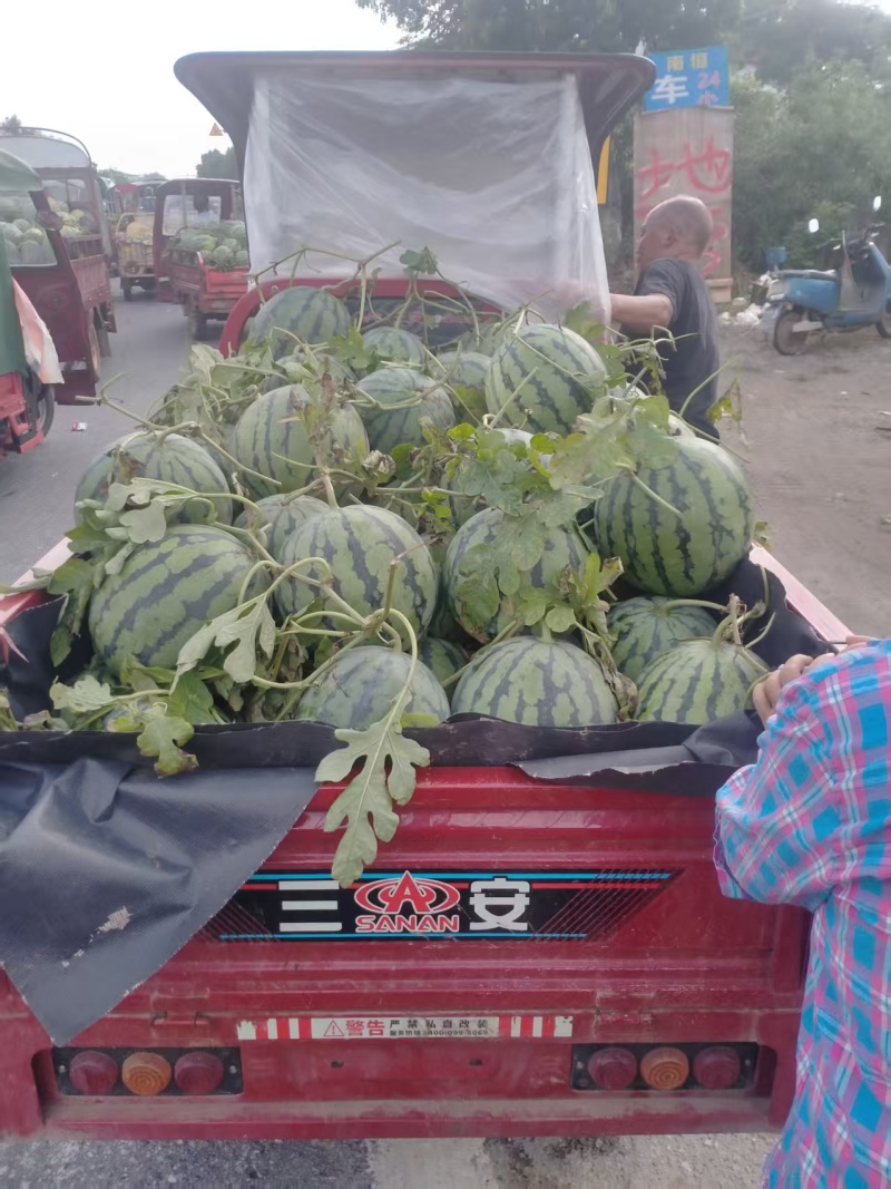 广西产地美都西瓜各种西瓜一手货源现摘现发可视频