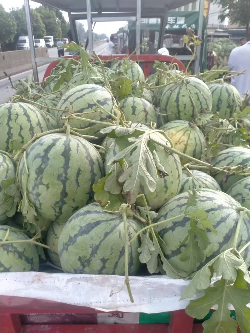 广西产地美都西瓜各种西瓜一手货源现摘现发可视频