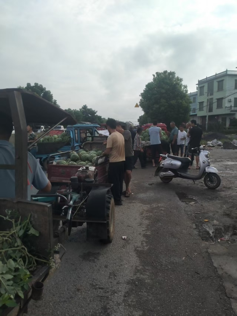 广西产地美都西瓜各种西瓜一手货源现摘现发可视频