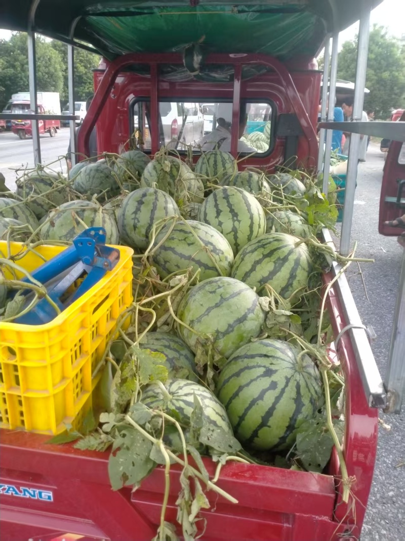广西产地美都西瓜各种西瓜一手货源现摘现发可视频