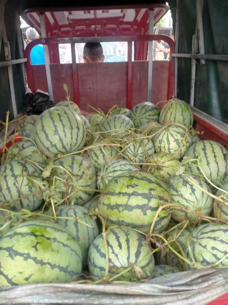 广西产地美都西瓜各种西瓜一手货源现摘现发可视频