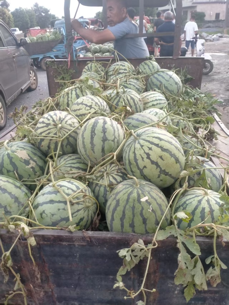 广西产地美都西瓜各种西瓜一手货源现摘现发可视频