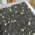 一口清新,精品茉莉花茶叶,产地直发,对接电商,一件代发