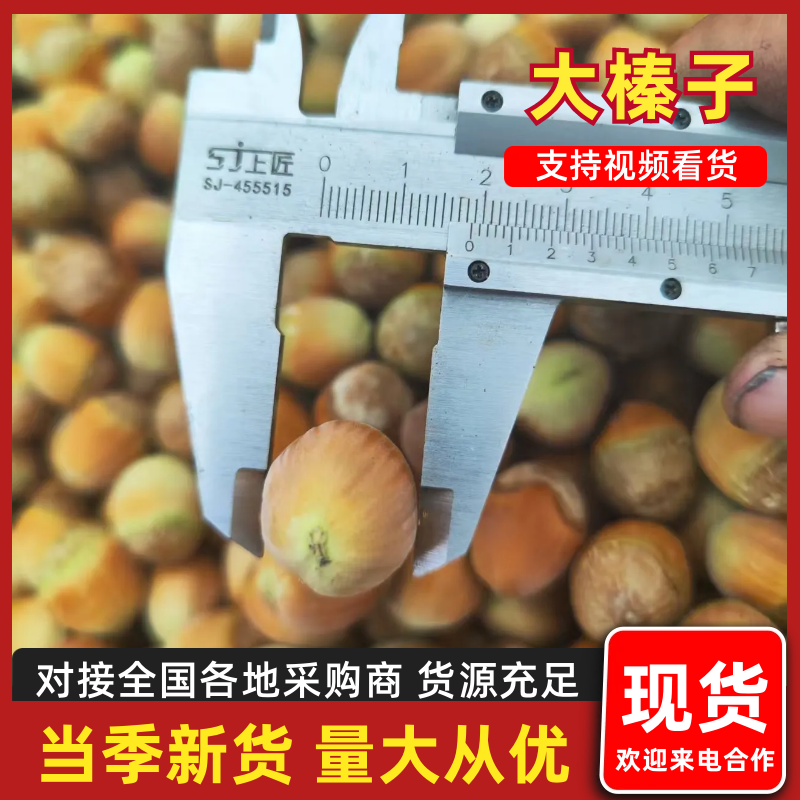【平欧大榛子】平欧大榛子青皮辽宁产地直发新鲜采摘品种齐全