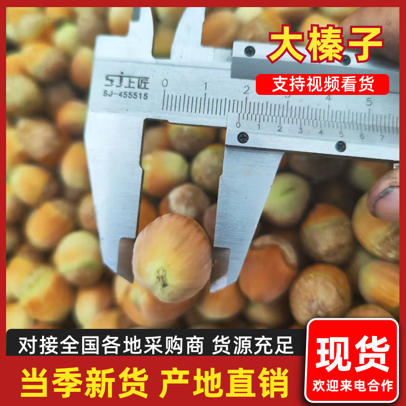 平欧大榛子特级达维玉坠长毛110产地直发