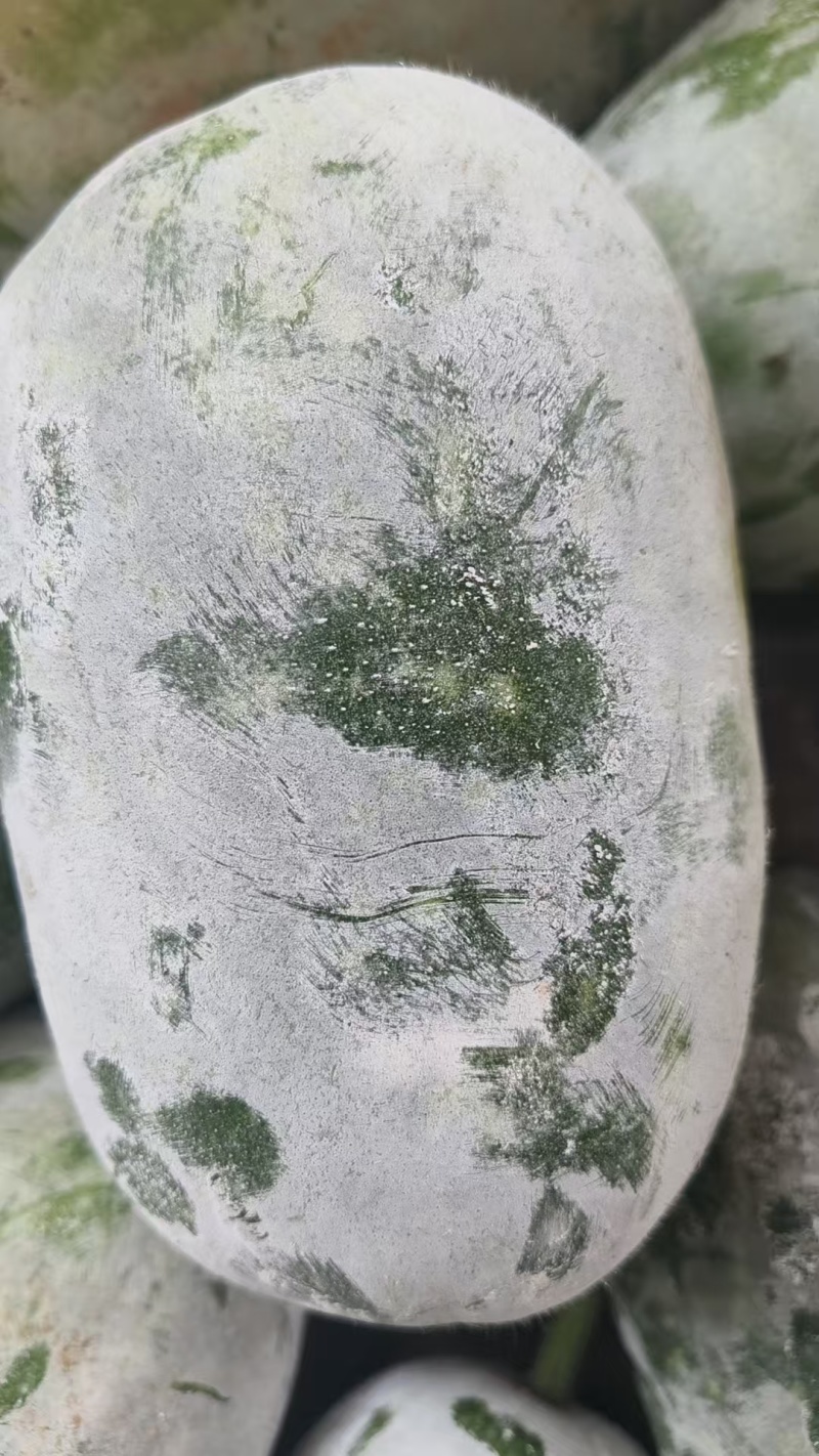 【实力推荐】河南开封水果冬瓜产地直销可对接各大商超市场