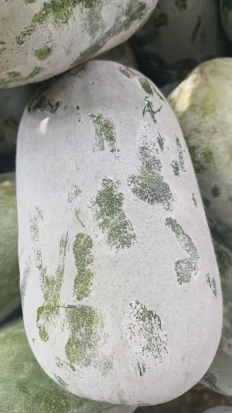【实力推荐】河南开封水果冬瓜产地直销可对接各大商超市场