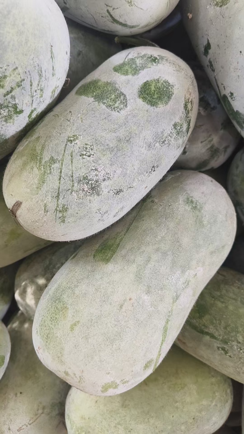 【实力推荐】河南开封水果冬瓜产地直销可对接各大商超市场