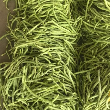 山西四季豆一手货源全国发货可视频看货
