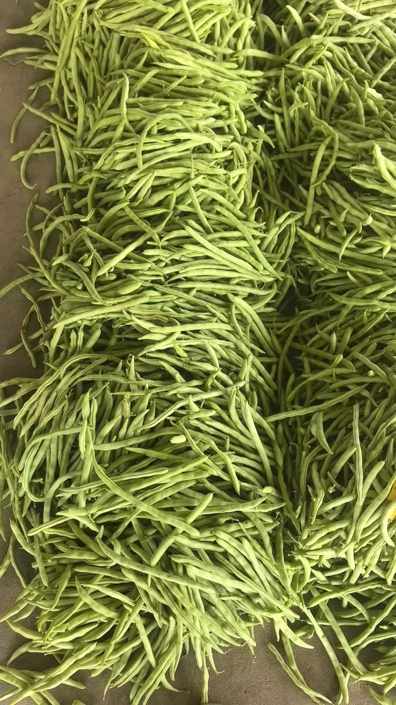 山西四季豆一手货源全国发货可视频看货