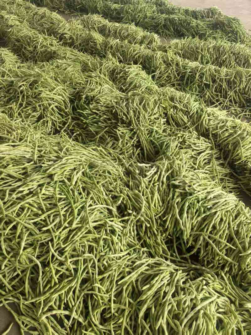 山西四季豆一手货源全国发货可视频看货