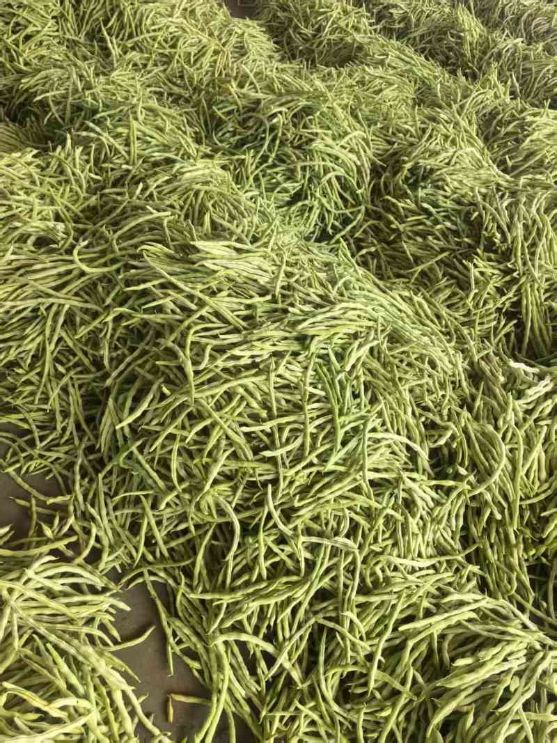 山西四季豆一手货源全国发货可视频看货