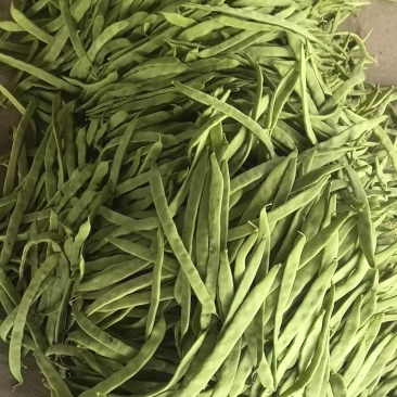 山西油豆角大扁基地一手货源全国发货可视频看货