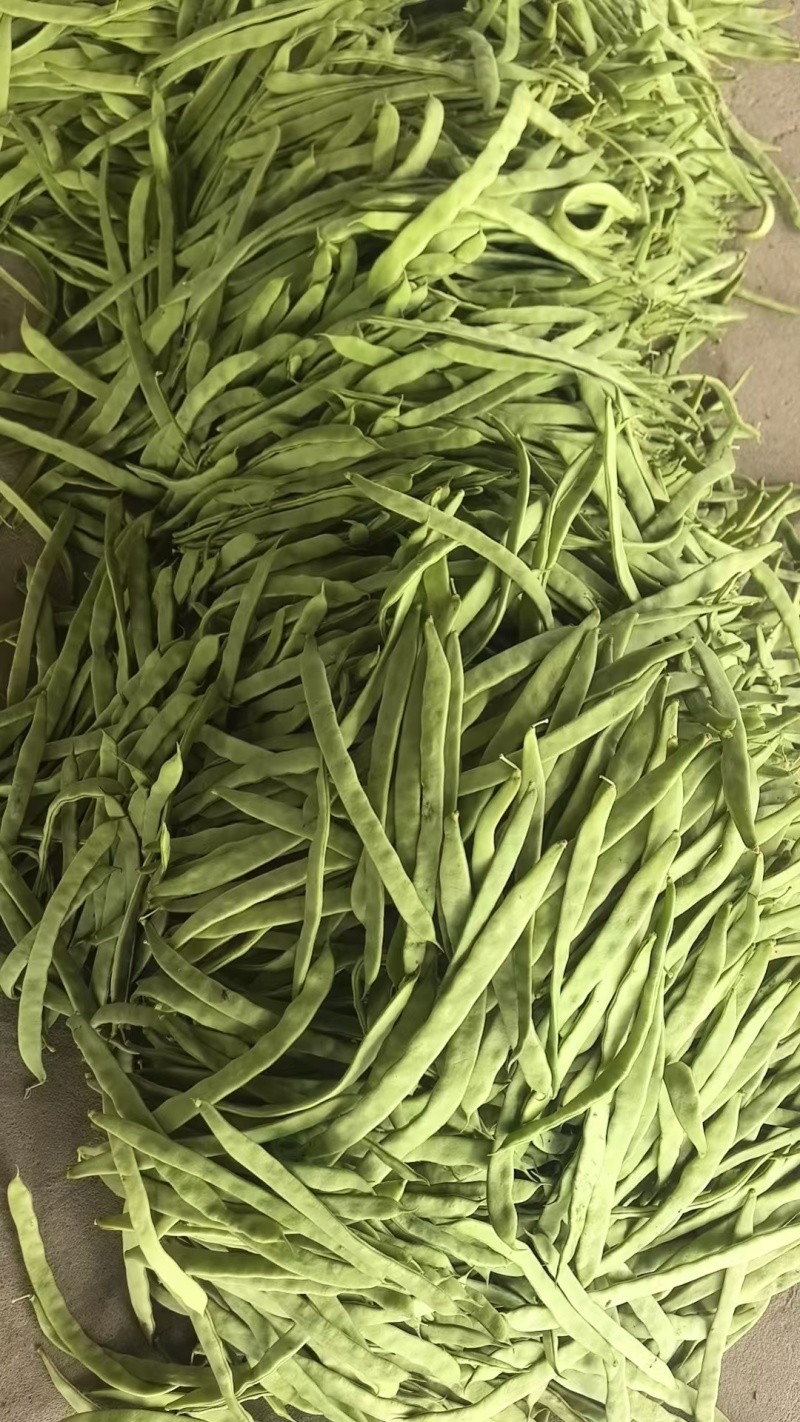山西油豆角大扁基地一手货源全国发货可视频看货