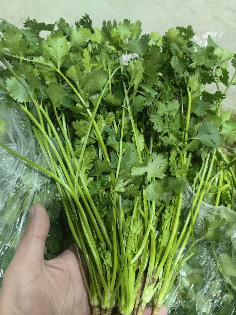 河北唐山中叶铁杆青香菜基地直销量大质优价格优惠