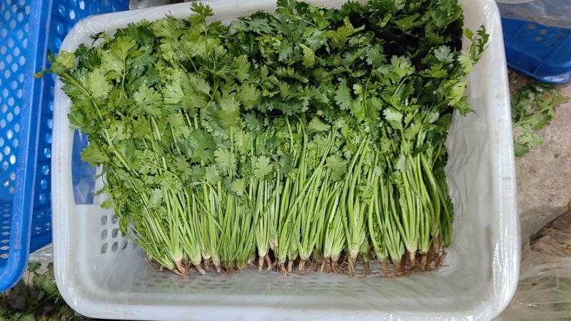 河北唐山中叶铁杆青香菜基地直销量大质优价格优惠