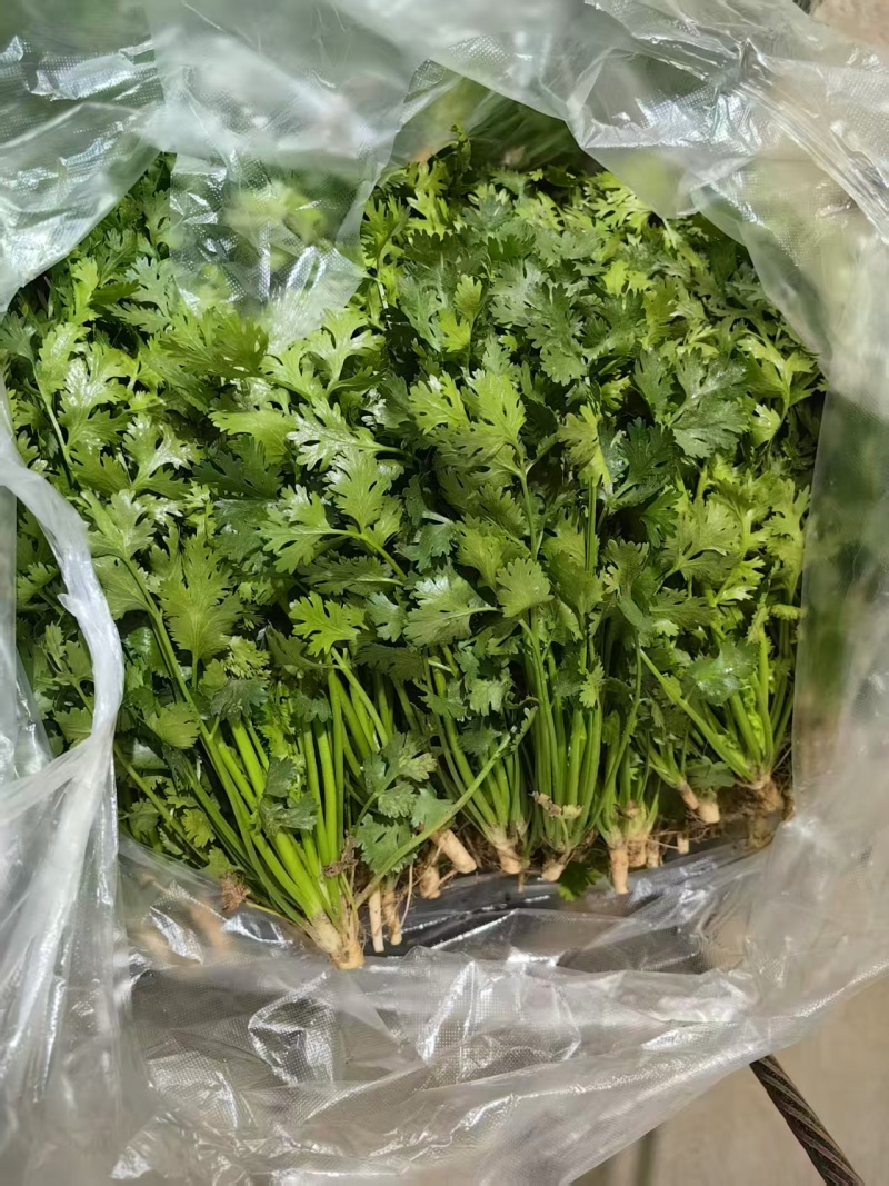 河北唐山中叶铁杆青香菜基地直销量大质优价格优惠