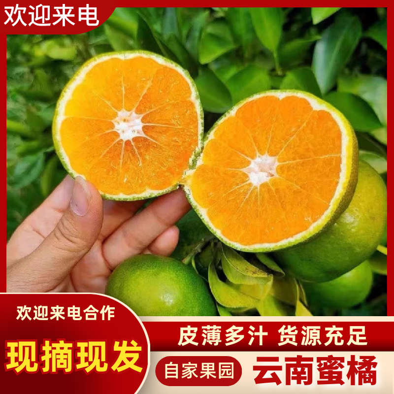 【新鲜直达】湖北特早蜜桔新鲜采摘现货批发欢迎来电咨