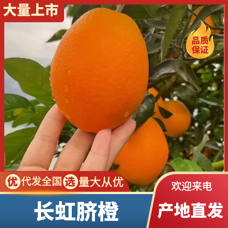 伦晚脐橙湖北脐橙汁多化渣产地直发全国发货可视频
