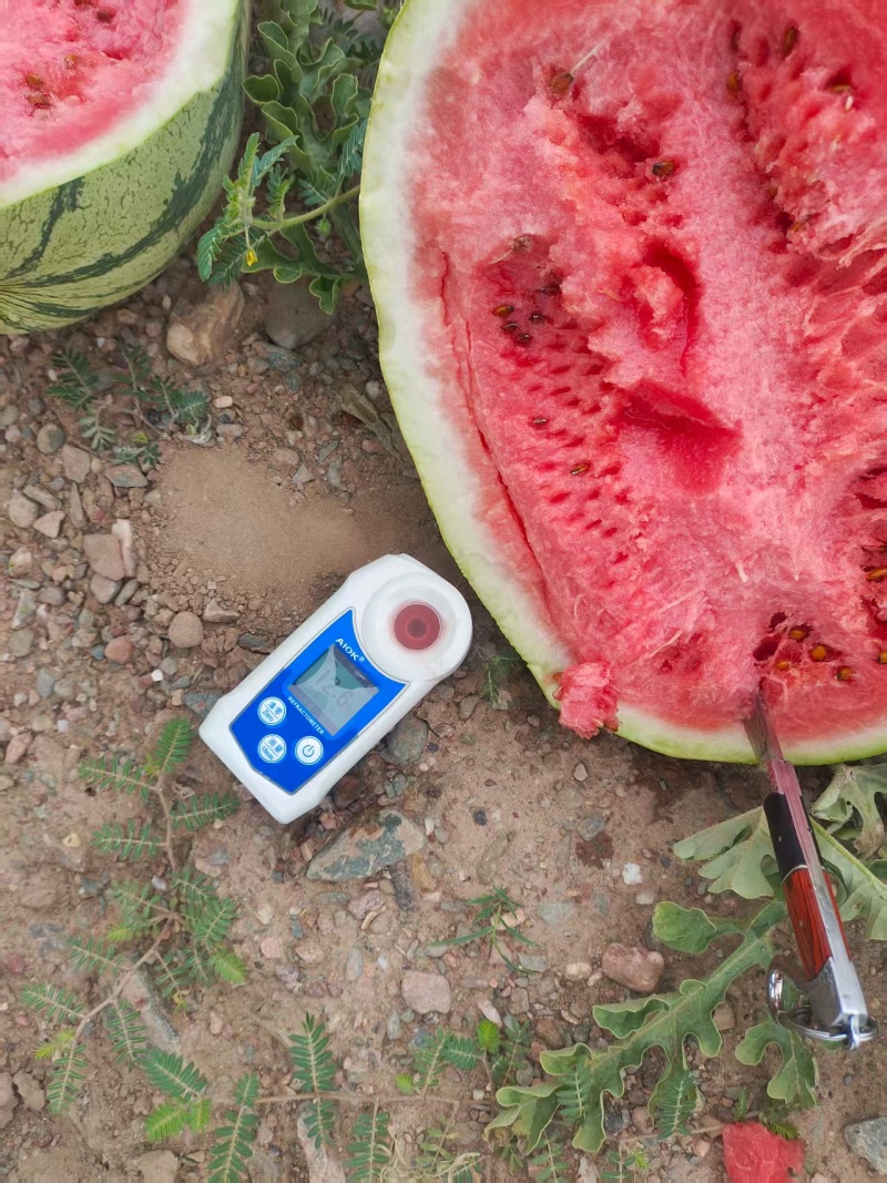 【源头直采】宁夏香山硒砂瓜严格筛选品质保证欢迎来电咨询