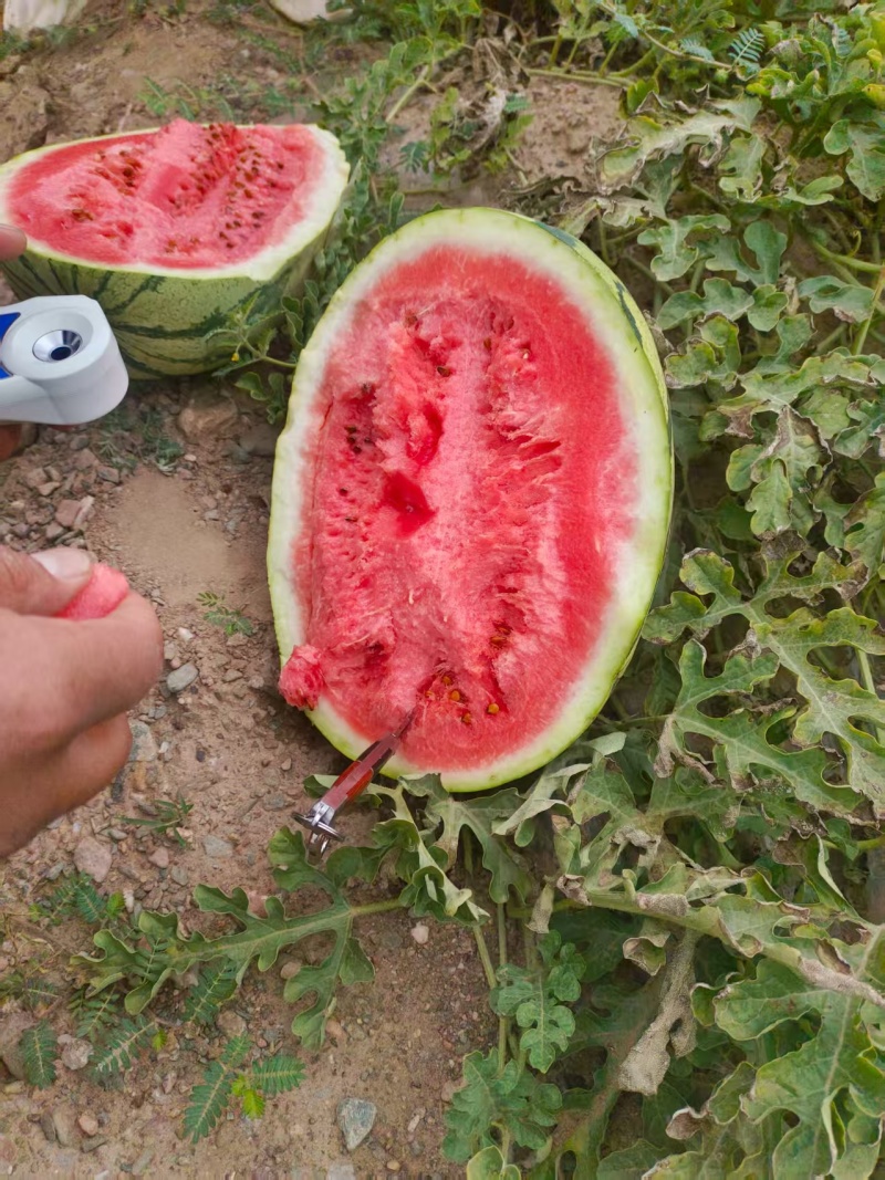 【源头直采】宁夏香山硒砂瓜严格筛选品质保证欢迎来电咨询