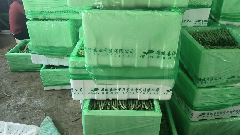 红花四季豆基地直发一手货源诚信经营