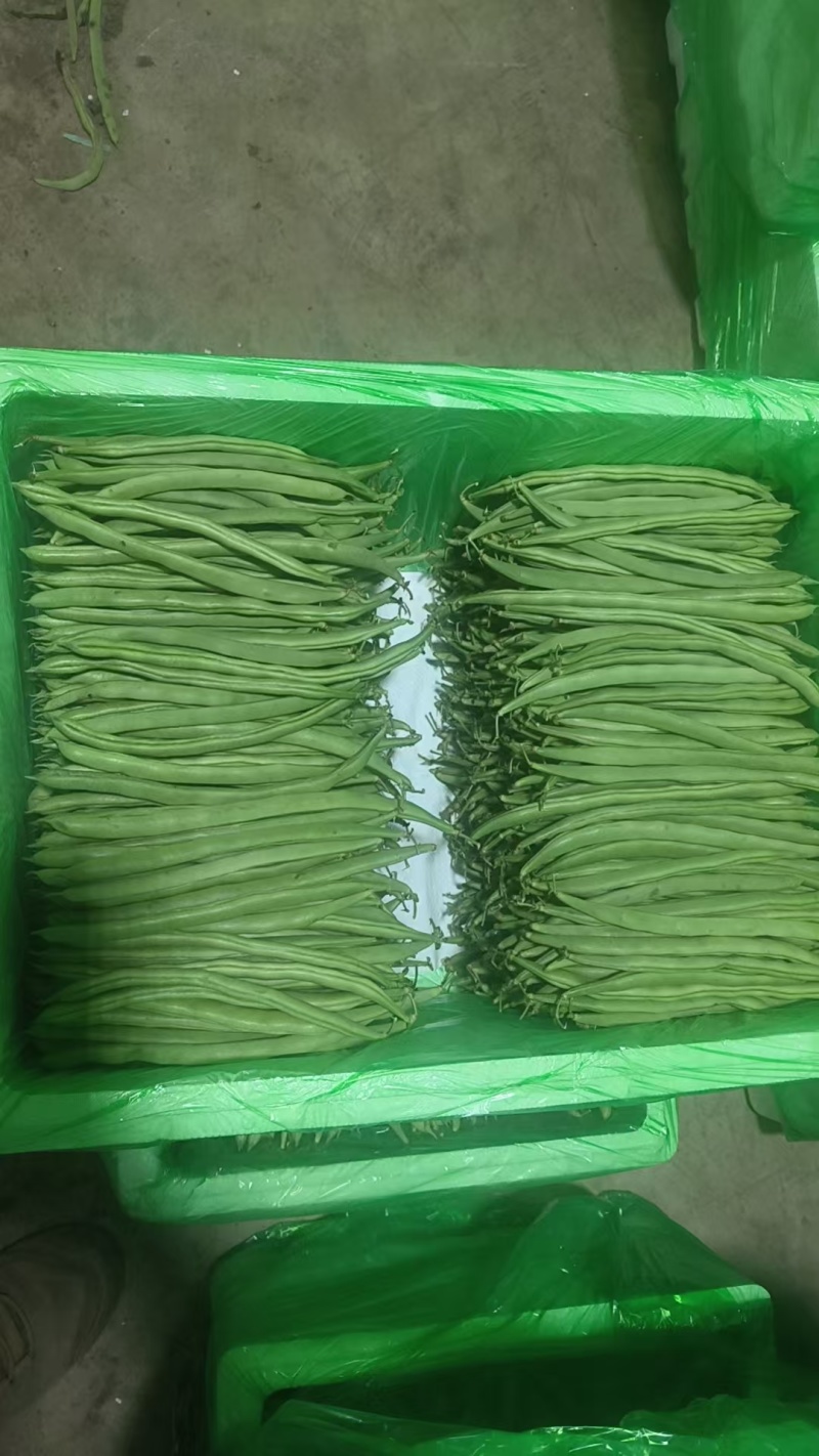 红花四季豆基地直发一手货源诚信经营