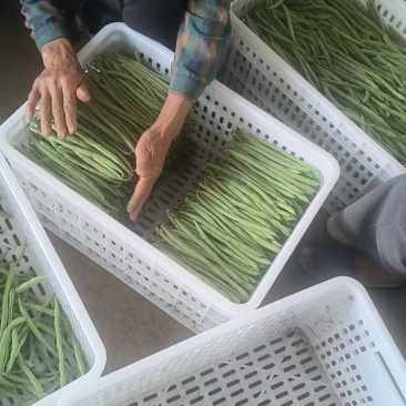 红花四季豆基地直发一手货源诚信经营