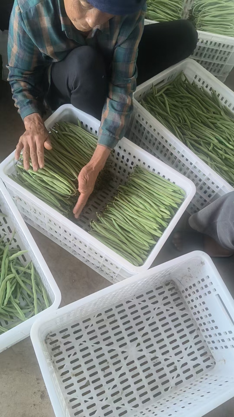 红花四季豆基地直发一手货源诚信经营