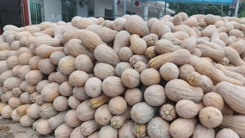 又粉又糯的蜜本南瓜大量上市产地直供一手货源欢迎采购