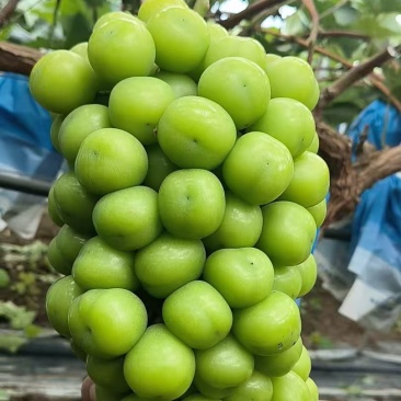 阳光玫瑰