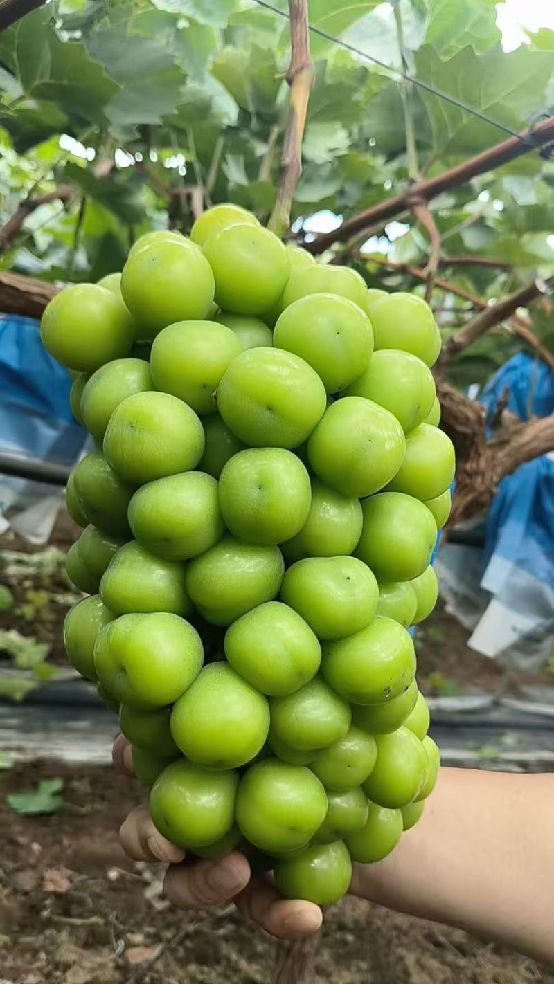 阳光玫瑰