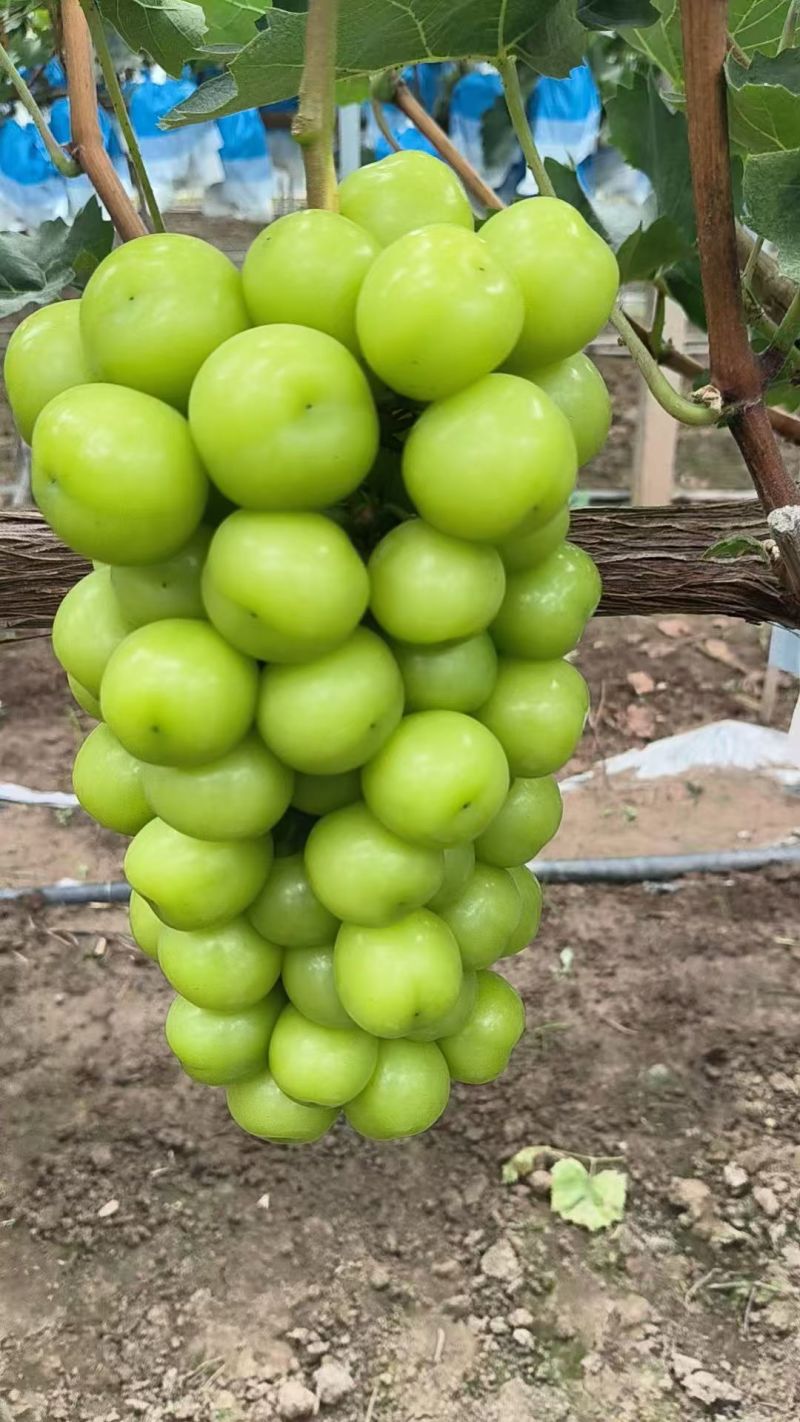 阳光玫瑰