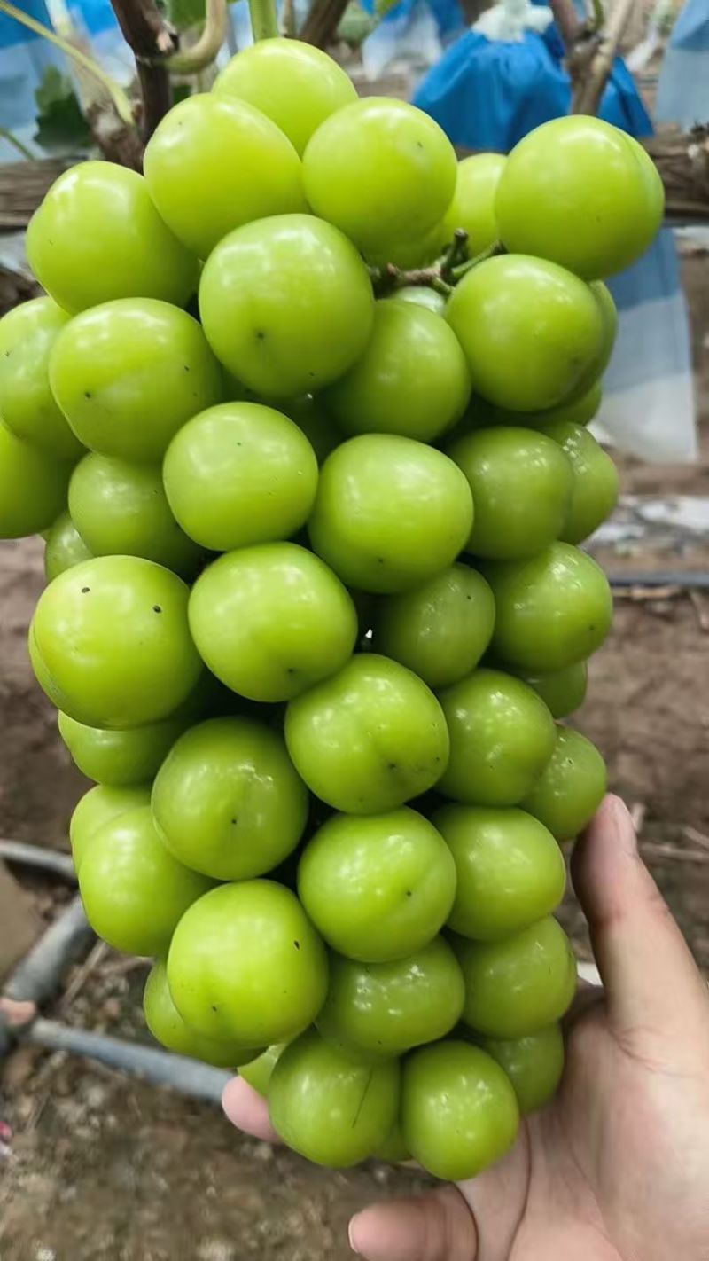 阳光玫瑰