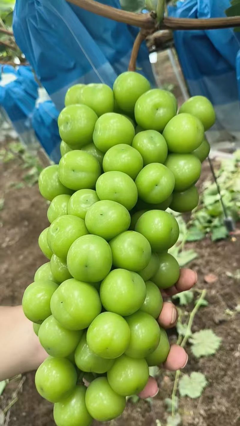 阳光玫瑰