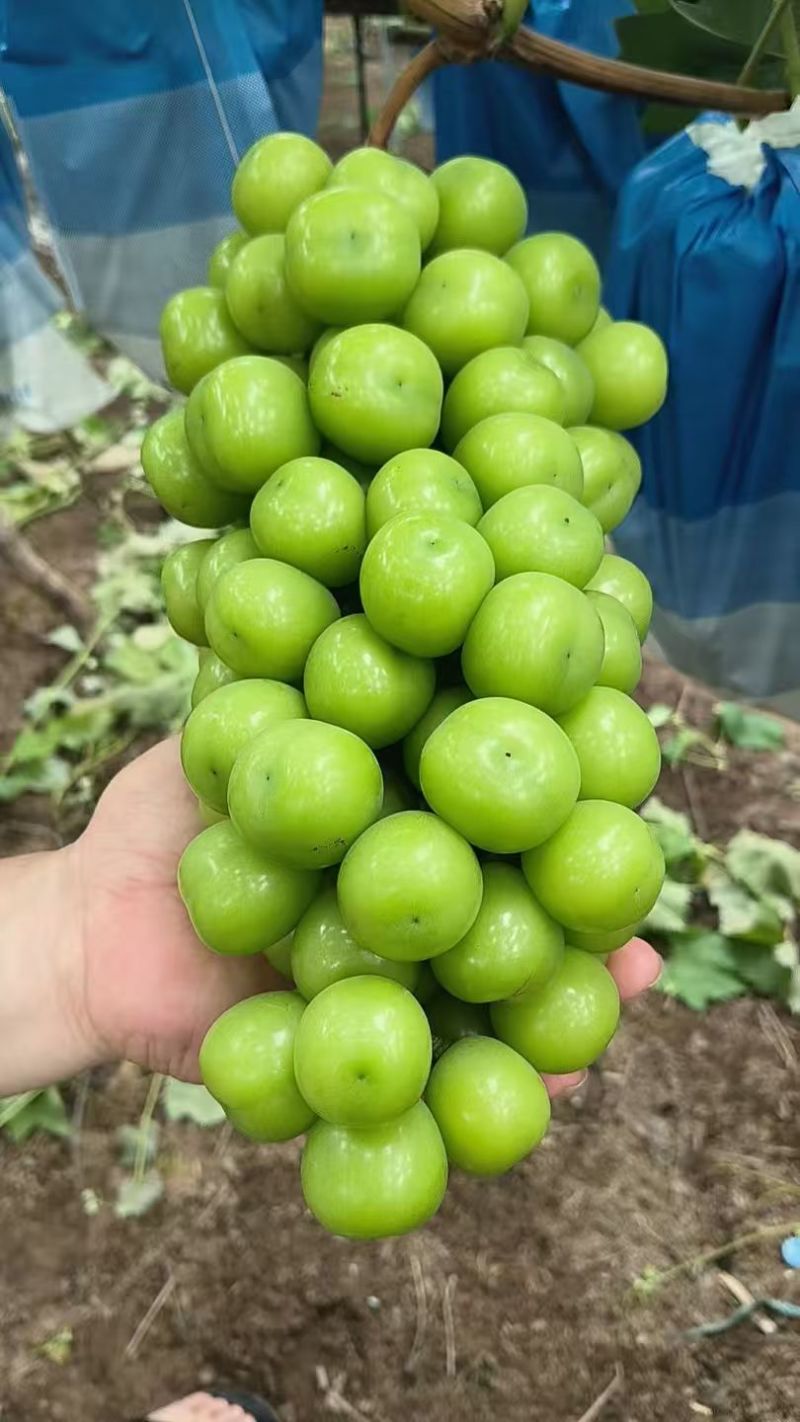 阳光玫瑰