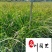 紫穗狼尾草杯苗批发紫穗狼尾草价格工程园林绿化观赏草