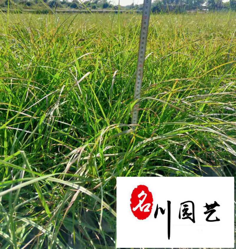 紫穗狼尾草杯苗批发紫穗狼尾草价格工程园林绿化观赏草