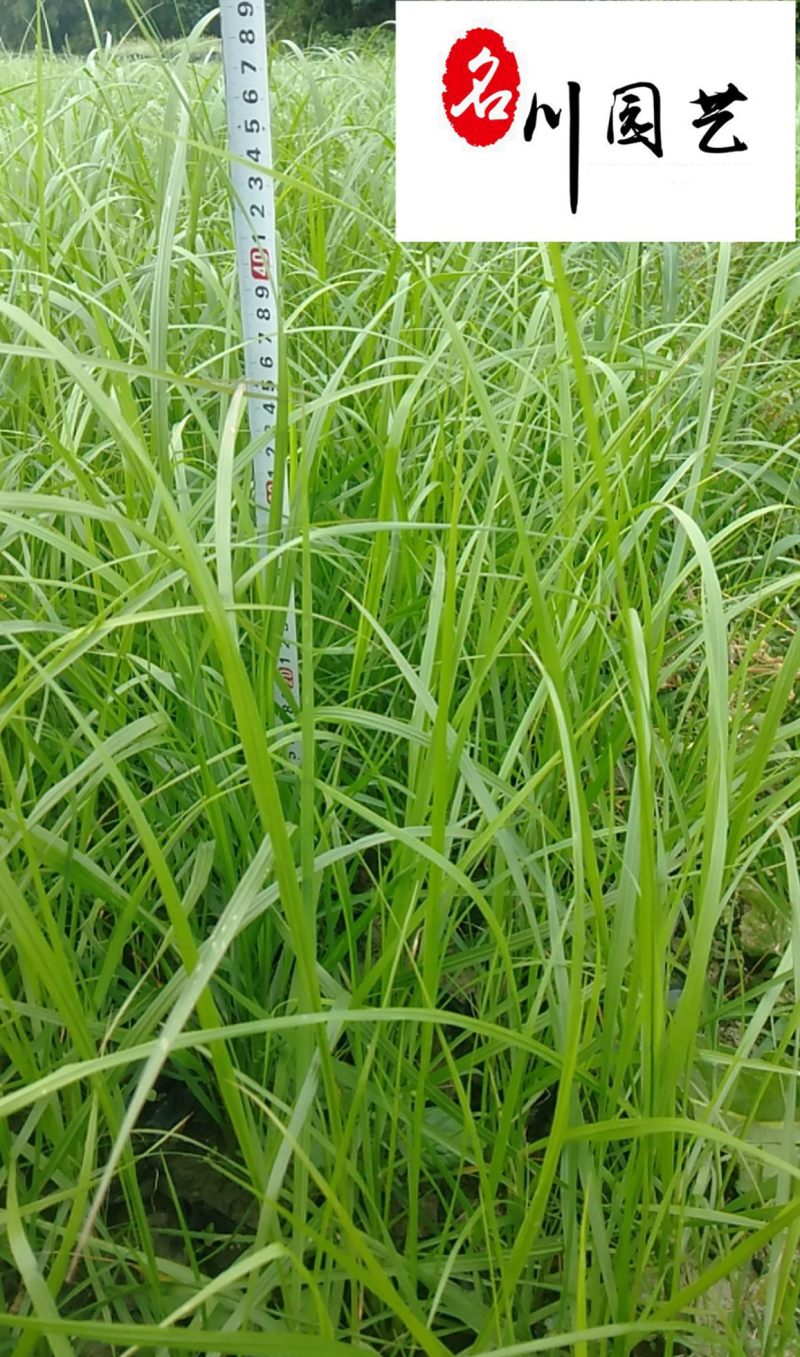 紫穗狼尾草杯苗批发紫穗狼尾草价格工程园林绿化观赏草