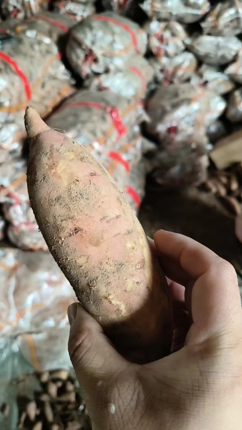 【精选】河北龙薯九红薯大量上市基地直供欢迎来电咨询