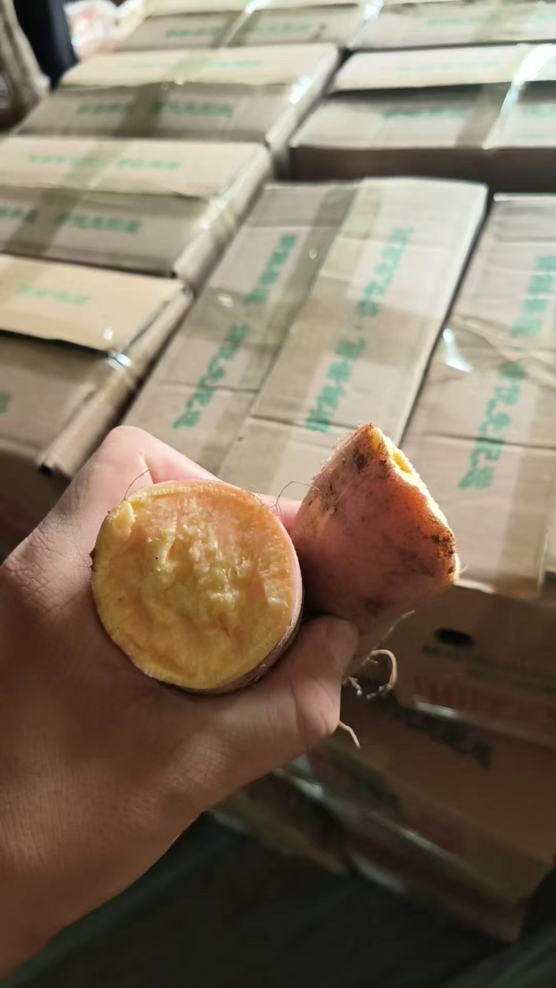【包邮】河北龙薯新鲜红薯一件代发对接电商/商超