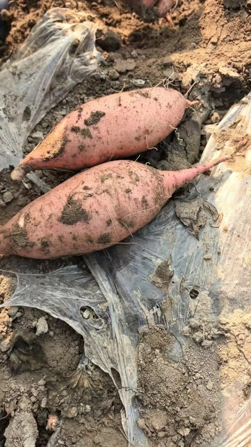【优选】龙薯九大量上市随时可刨种植基地地头拉货